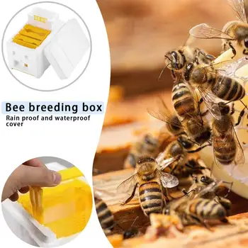 Queen Bee Reja Iskanja Partnerja Panj Čebelarska Orodja Pene Opraševanje Beeshive Polje Čebelar Za Vrt Pollinator Čebelarstvo